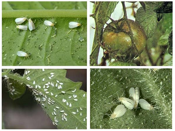 Mouche blanche sur les tomates dans une serre