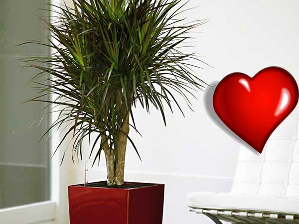 Dracaena porte bonheur en amour