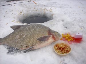 Où, quand et comment attraper la dorade en hiver