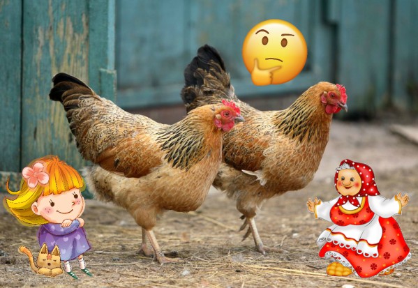 Comment distinguer un vieux poulet d'un jeune