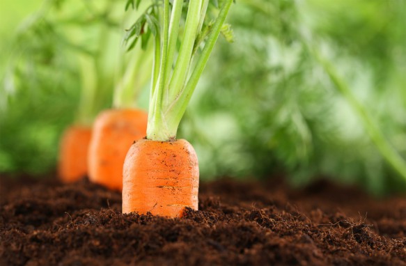 Comment éclaircir correctement les carottes