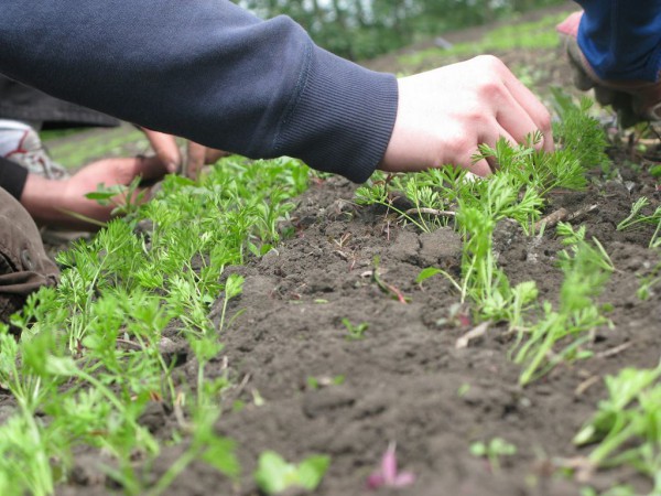 Comment éclaircir les carottes dans le jardin