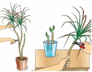 Comment propager dracaena avec des boutures apicales