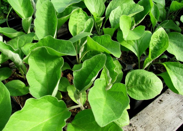 Comment planter des graines d'aubergine pour les semis