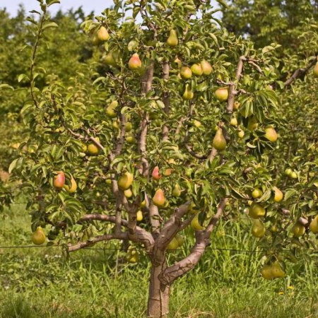 Comment prendre soin des poires au printemps pour une bonne récolte