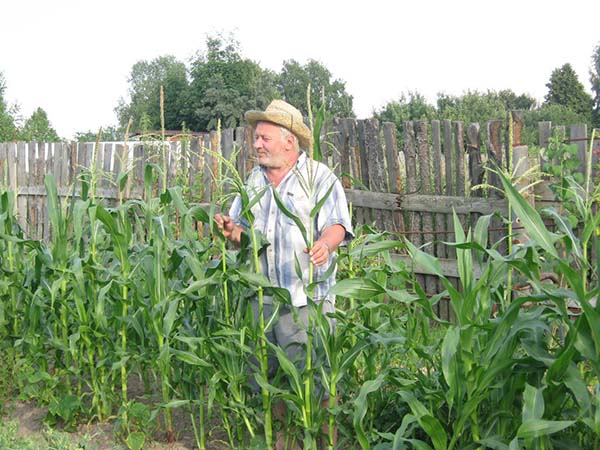 Comment prendre soin du maïs à l'extérieur