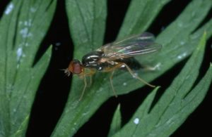 À quoi ressemble une mouche de la carotte