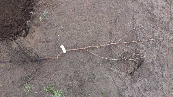 Quand planter des cerises au printemps