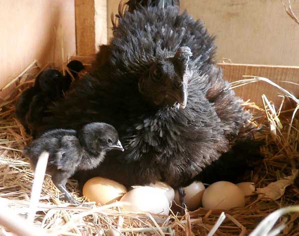 Poule pondeuse et poulets Ayam Tsemani