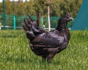 Poule Ayam Tsemani