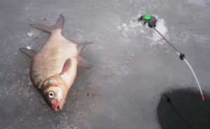 Pêche à la brème avec du jig en hiver