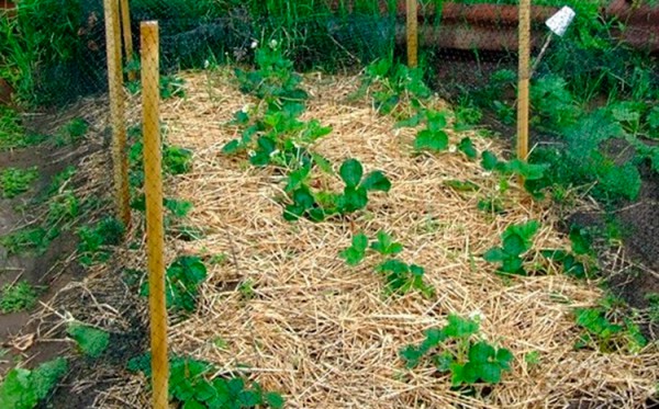 Pailler les fraises au printemps