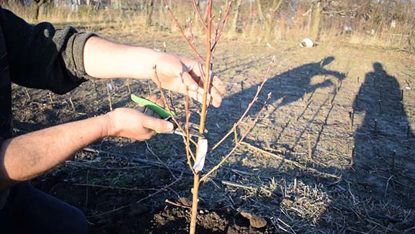 Taille d'un semis après la plantation