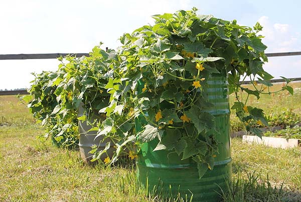 Concombres en barriques sans lier