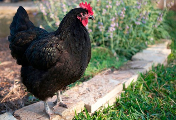 Détermination de l'âge par le plumage