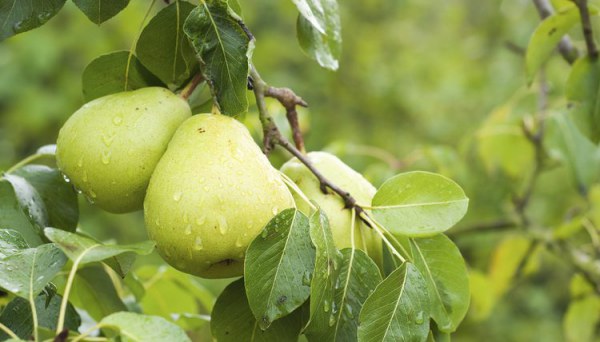 Erreurs lors de l'entretien d'une poire au printemps