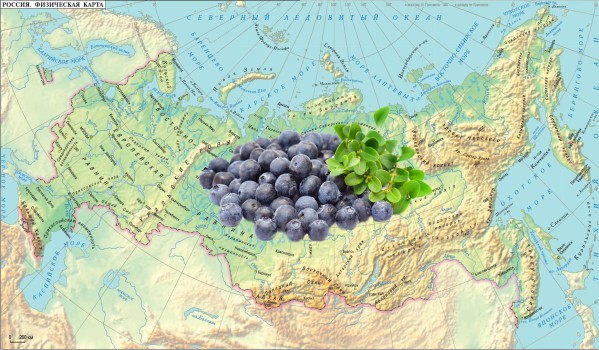 Caractéristiques de la plantation de myrtilles dans différentes régions