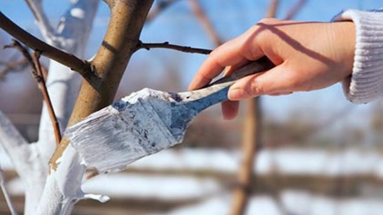 Blanchir les poires au printemps