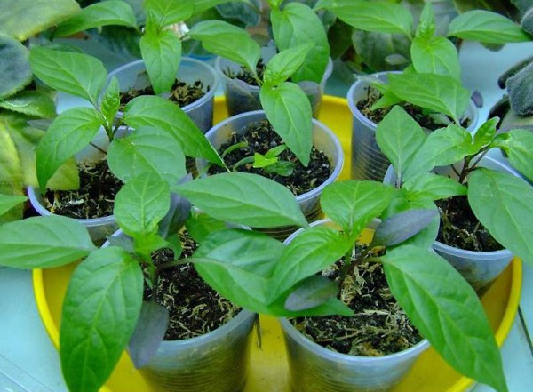 Il est recommandé de nourrir les plants de poivre après la cueillette au plus tôt 12 à 13 jours après la procédure