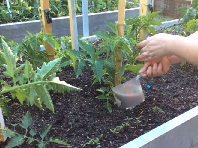 Top dressing de tomates après la plantation en serre