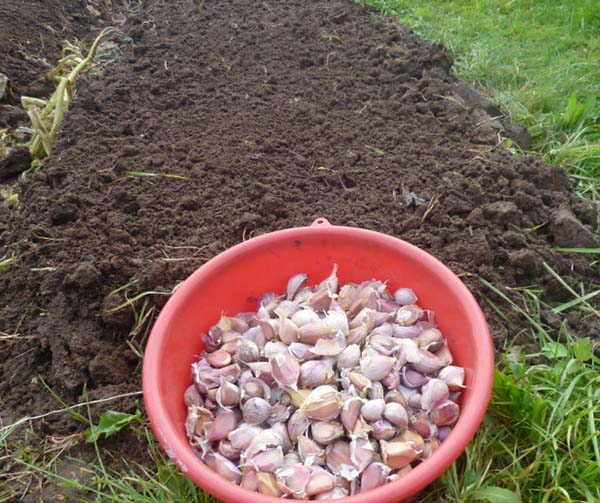 Top dressing avant la plantation avant l'hiver