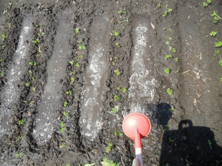 Arroser les lits après les pousses de carottes