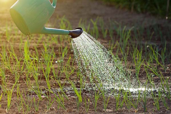 Arroser les oignons pendant la germination et la croissance