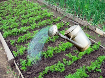 Arroser les carottes avec un arrosoir