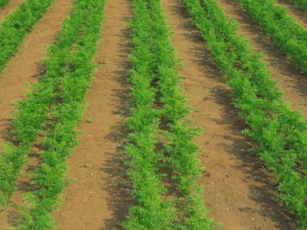 Arroser les carottes lors de la formation des racines