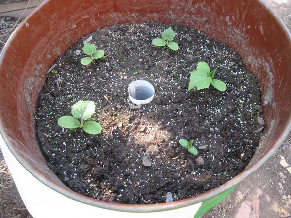 Arroser les concombres dans un tonneau