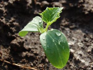 Arrosage des plants de concombre