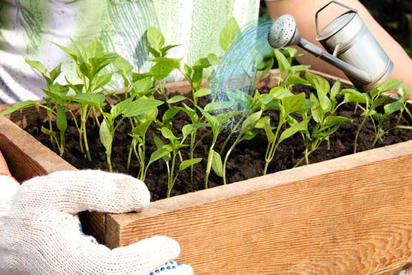 Arroser les plants de poivre avant de les cueillir