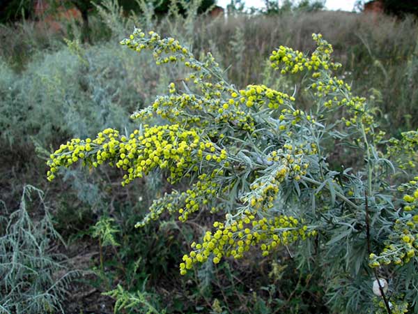 Sagebrush