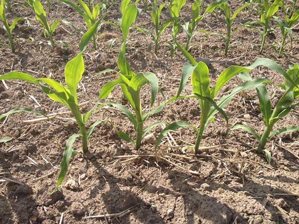 Planter du maïs dans le pays