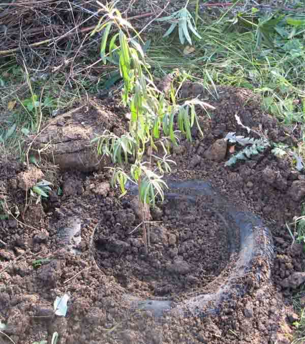 Planter de l'argousier au printemps et en automne