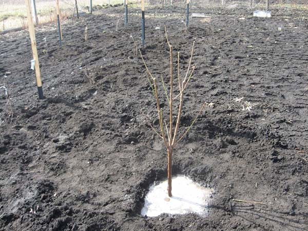 Guide étape par étape pour planter un jeune arbre de pêcher