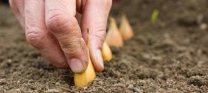 Planter des oignons de la famille