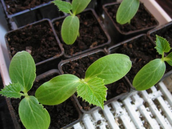 Planter des graines pour les semis