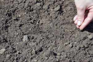 Planter de l'aneth dans le jardin