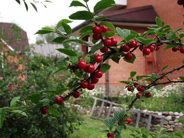 Planter des cerises dans le pays au printemps