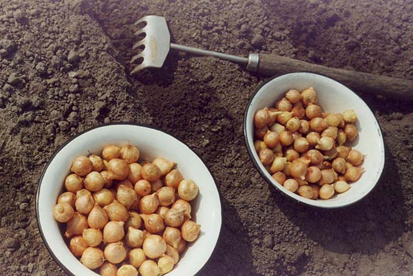 Règles pour planter et faire pousser des oignons au printemps