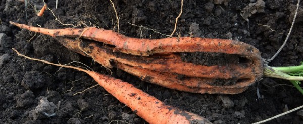 Un bon arrosage des carottes