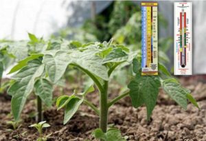 À quelle température les tomates sont-elles plantées dans la serre