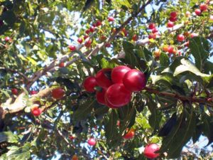 Greffe de pêche sur prune cerise