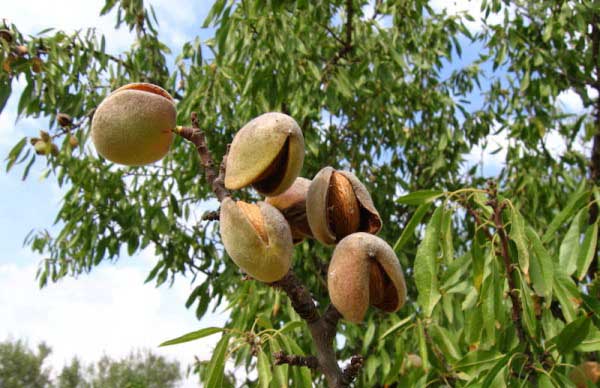 Greffe de pêche sur amandes