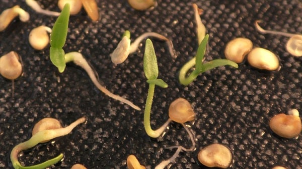 Germination des graines