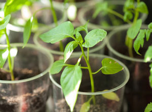 Les plants de poivre poussent mal après la cueillette