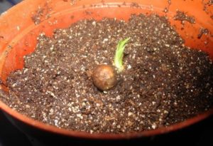 Propagation des graines de dracaena