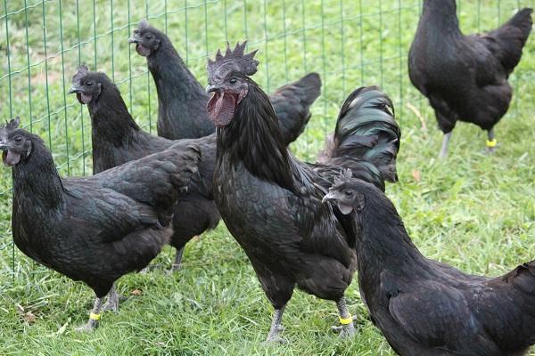 Élevage de poulets Ayam Tsemani