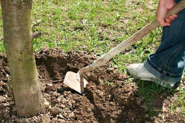 Détacher les poires au printemps